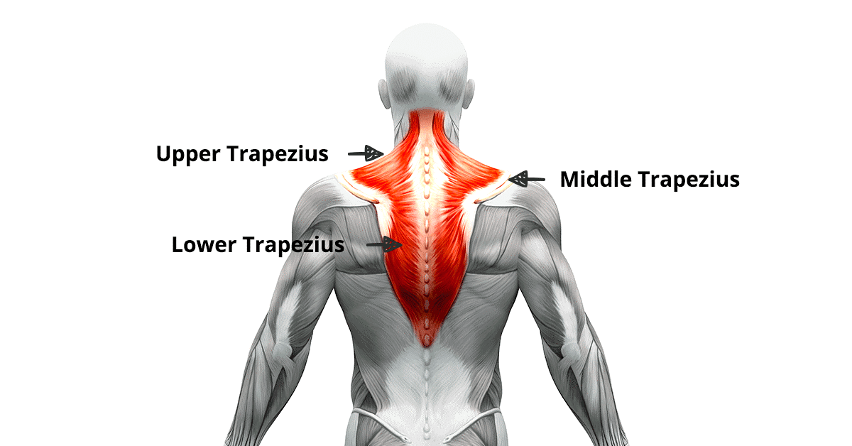 عضله تراپزیوس کجاست