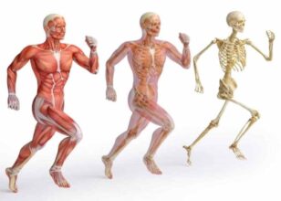 ناهنجاری اسکلتی عضلانی چیست؟